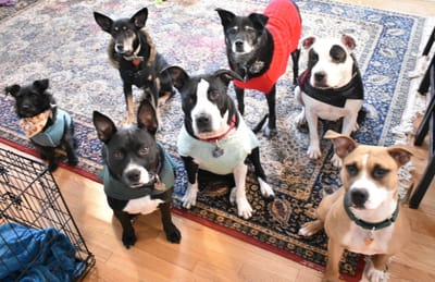 Dog Training image