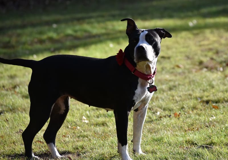 Roxie