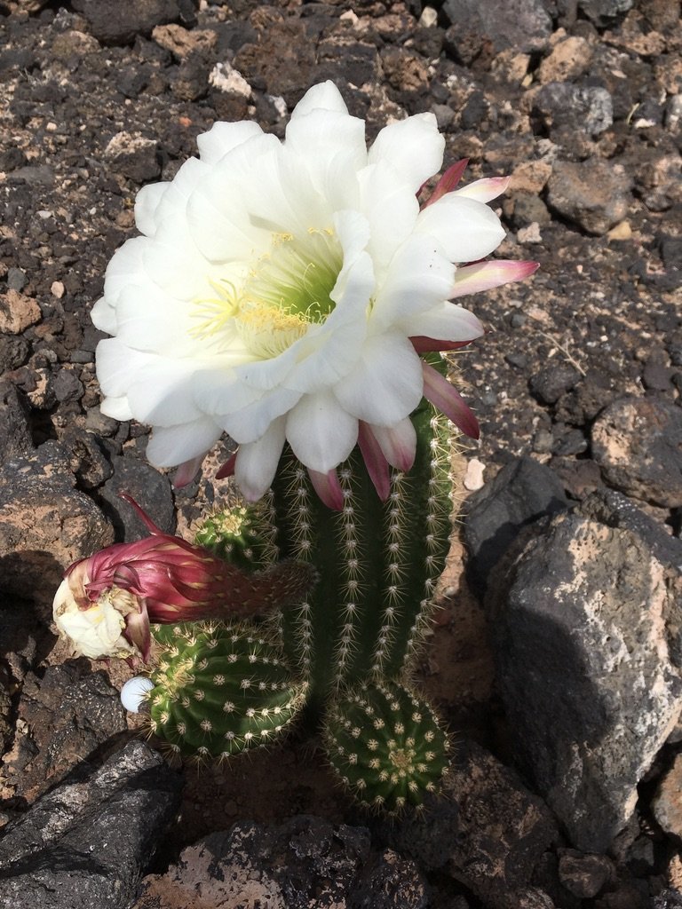 Amazing cactus bloom!