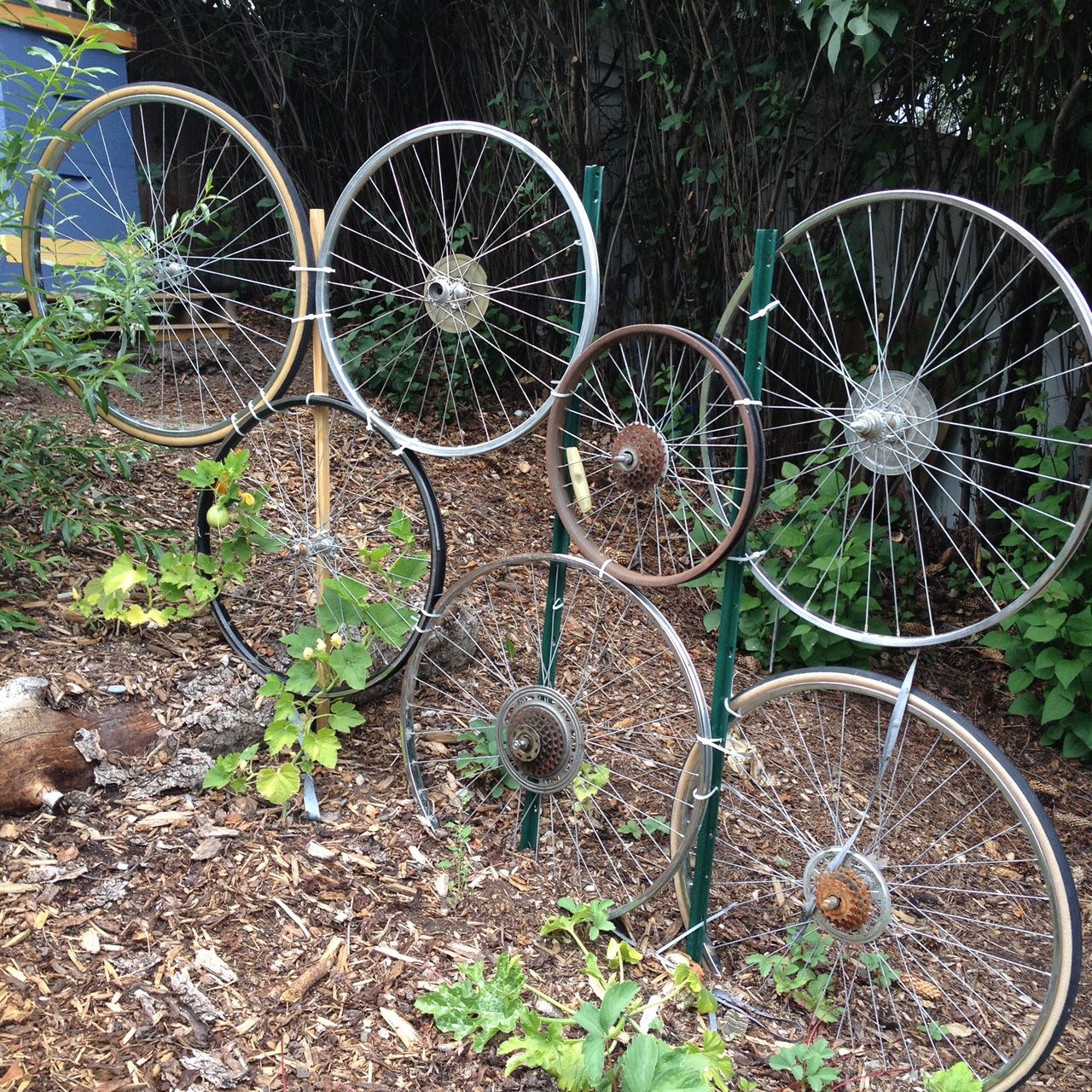 Judy's garden - what a smart re"cycling" idea!!