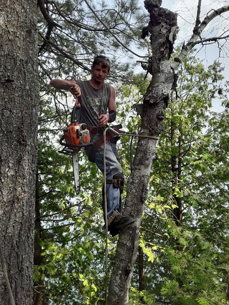 tree removal and trimming