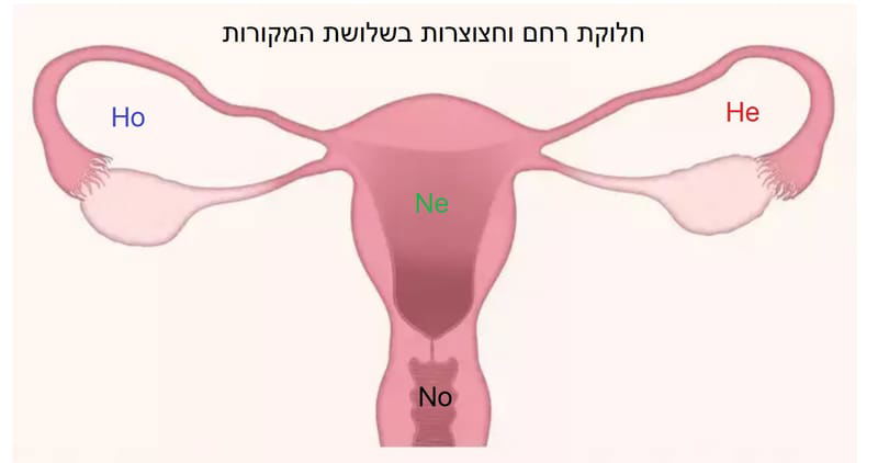 השתלמות מקצועית - טיפול סו-ג'וק בהפרעות רחם: אנדומטריוזיס ומיומה