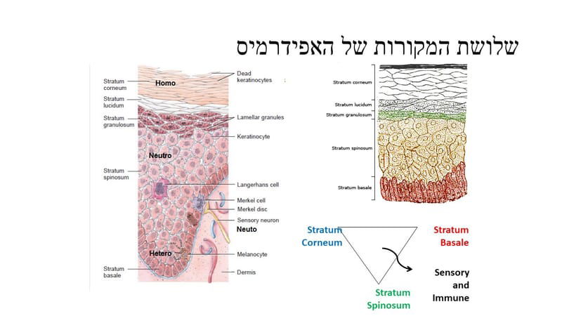 לימודי סו-ג'וק שנה ג' - שיעור 13- שלושת המקורות מבנים מורכבים - העור