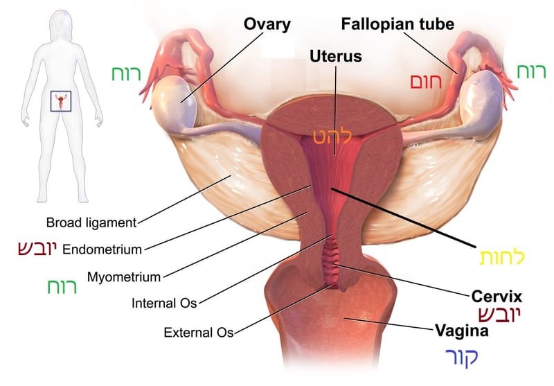 שיעור תת מבנה 6 קי - מערכת המין הנשית ומערכת המין הגברית