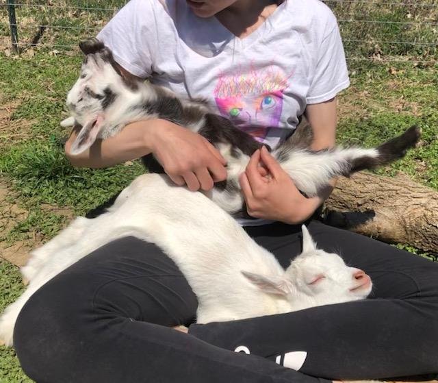 Animal Assisted Therapy Goats