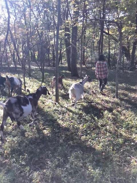 Goat Hiking