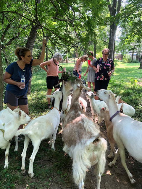 Goat Hiking