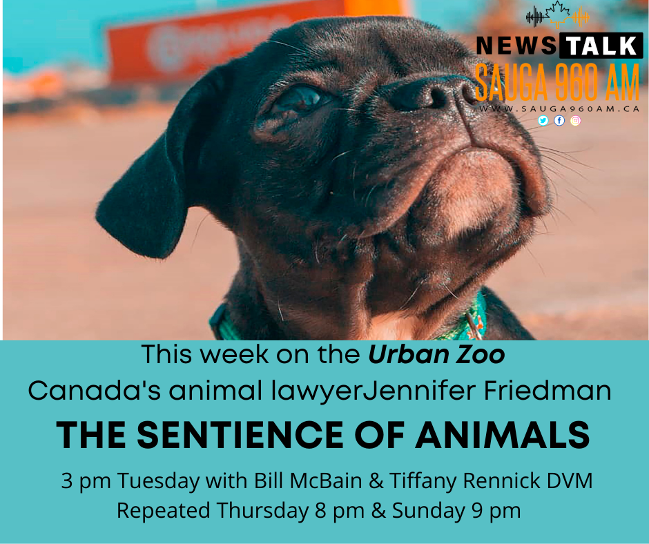 Spain Recognizes Animal Sentience, Urban Zoo, NewsTalk Sauga 960AM, February 2022