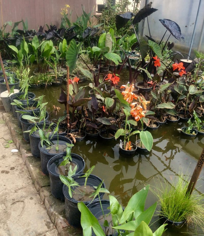 Custom Pond Plant for Water