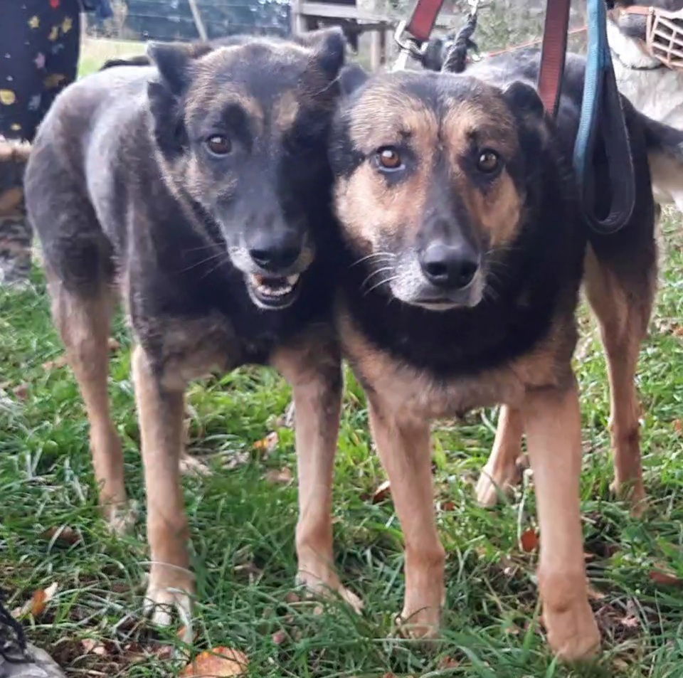 HADU und ROXY (Paten gesucht)