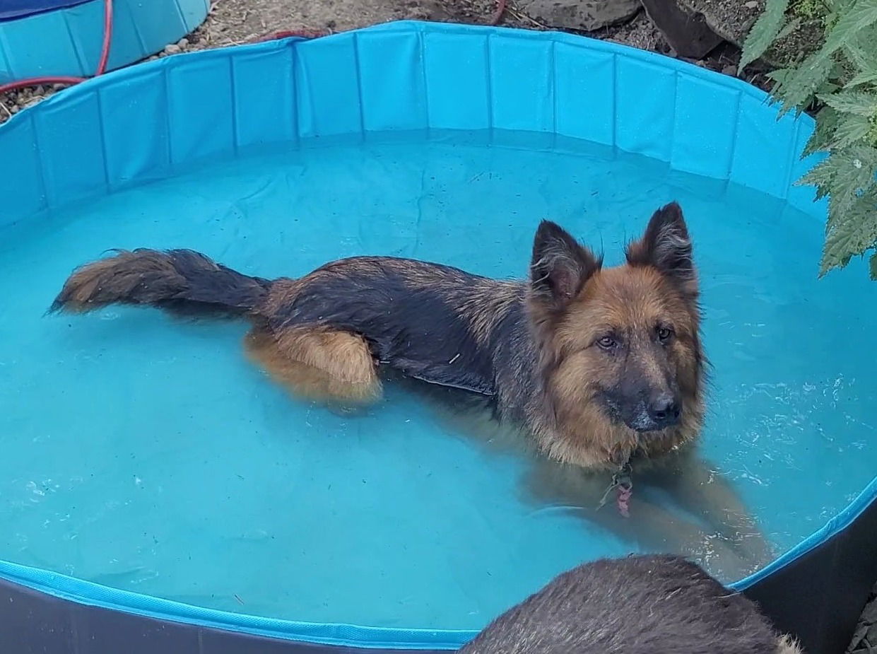 Dex, 3 Jahre