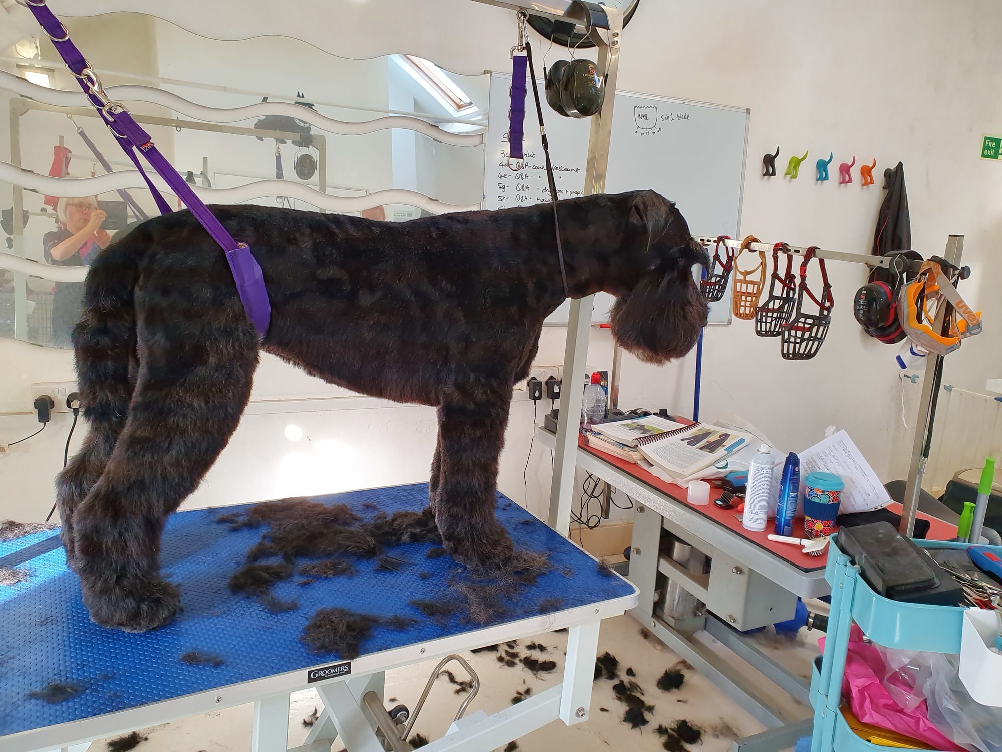  Canis Finest Dog Grooming