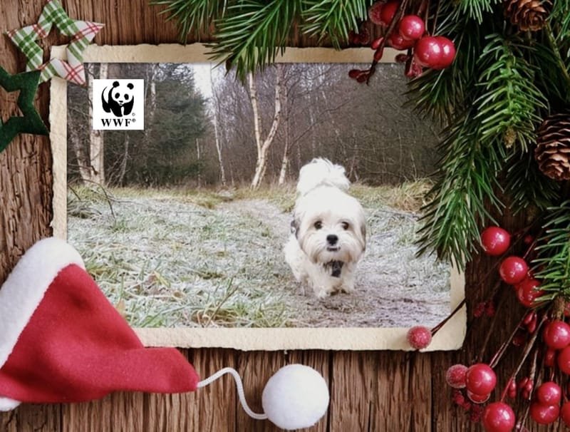 The BIG Winter Wander - social dog walk in support of WWF