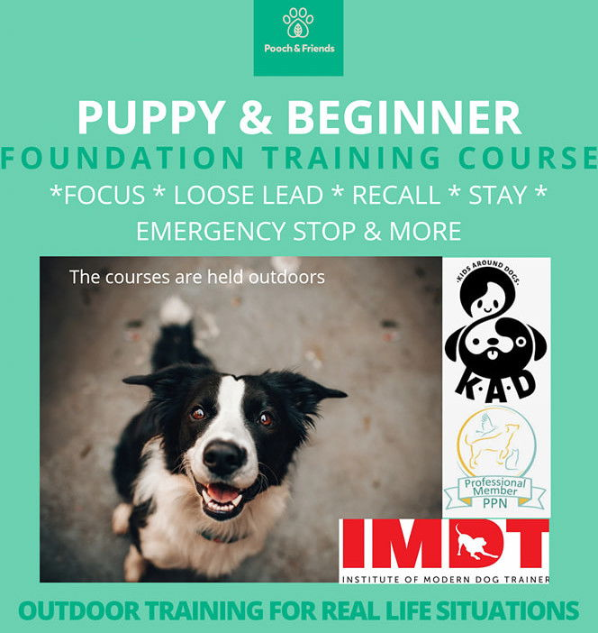 Saturday Training Foundations Course - Puppy & Beginner