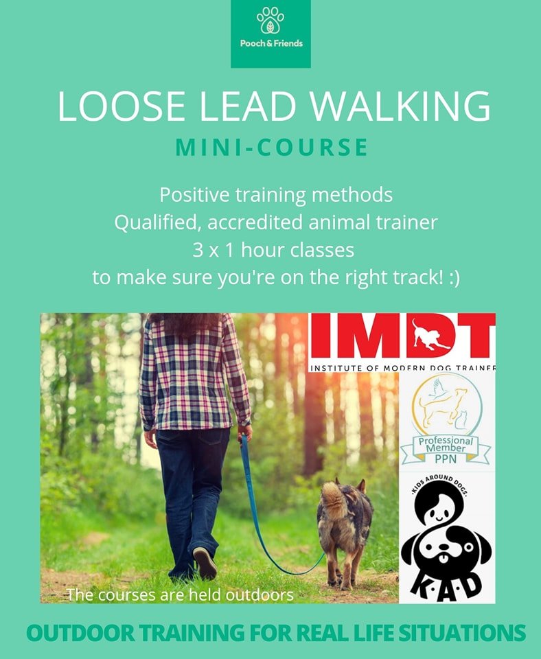 Loose Lead Walking - mini-course