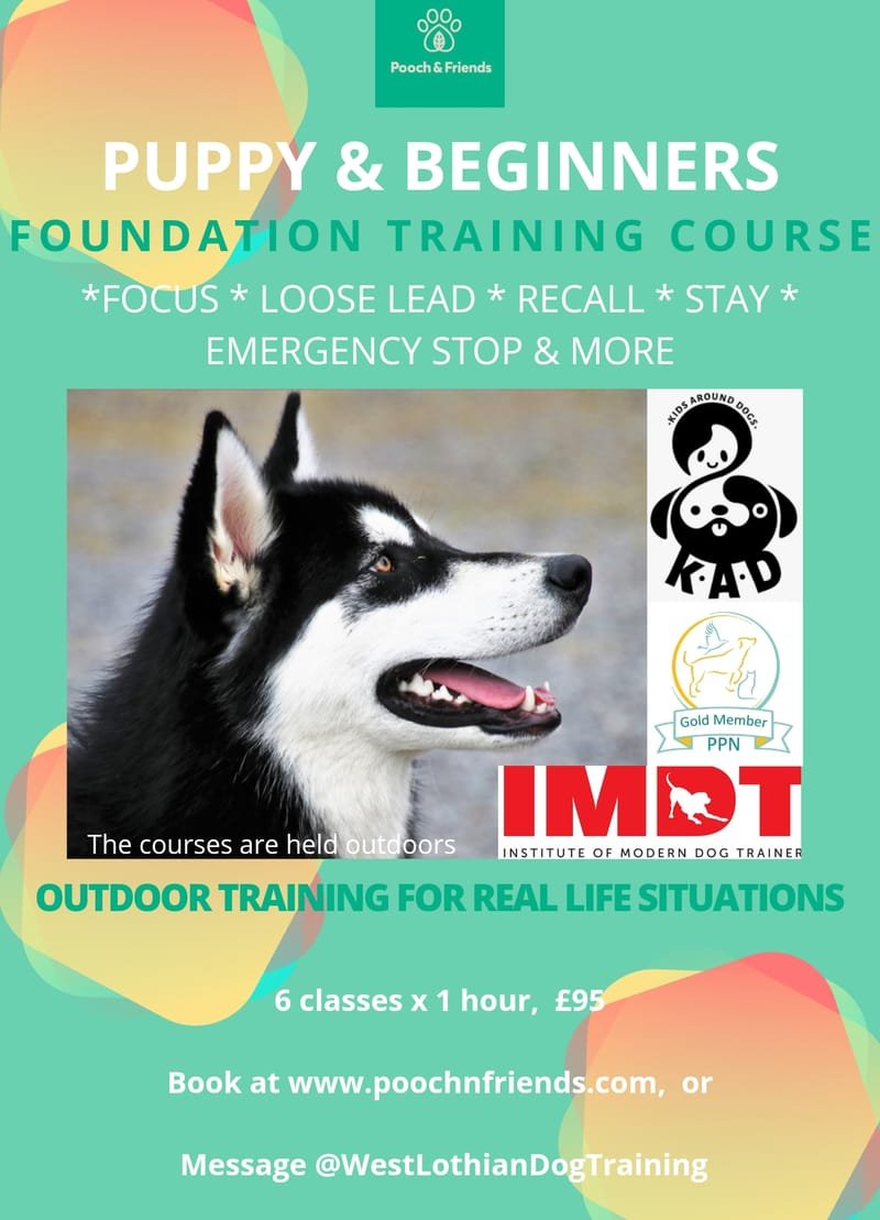 Saturday Training Foundations Course - Puppy & Beginner