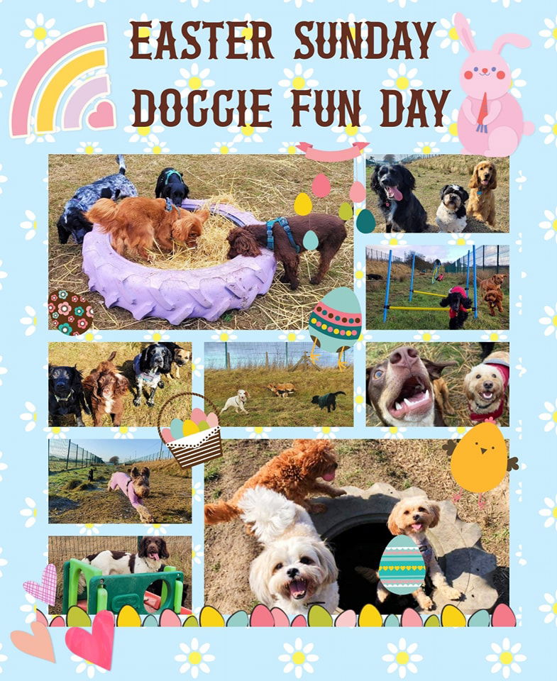 Easter Sunday Doggie Fun Day 1PM