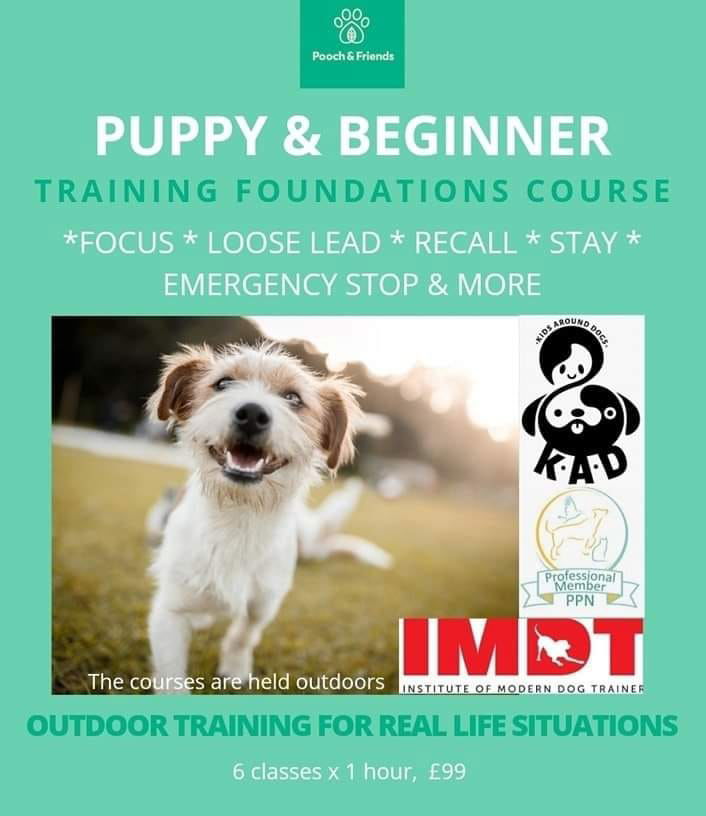 Weekend Intensive Training Foundations Course - Puppy & Beginner