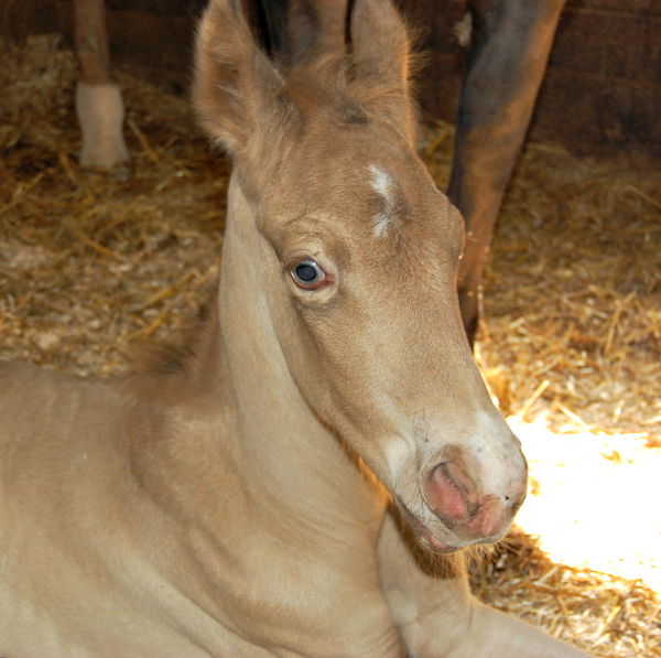 Cooley's Colt