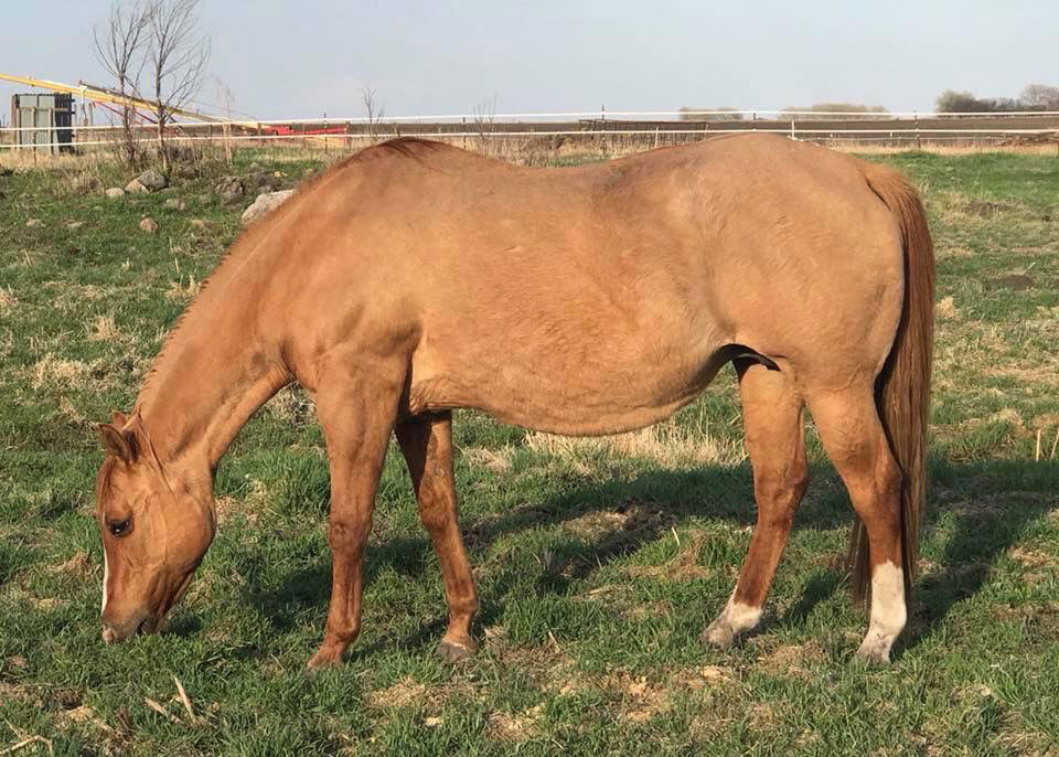 Ima Petite Vanzi - 1994 AQHA Red Dun Mare - Laid to rest on 10/03/2019 -