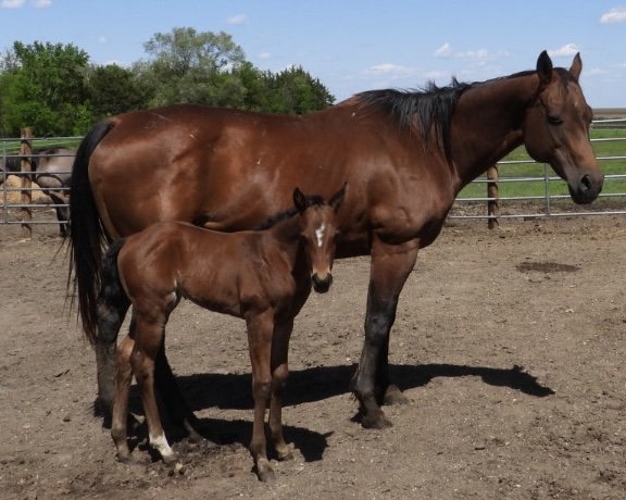 Quilted and her 2022 Filly
