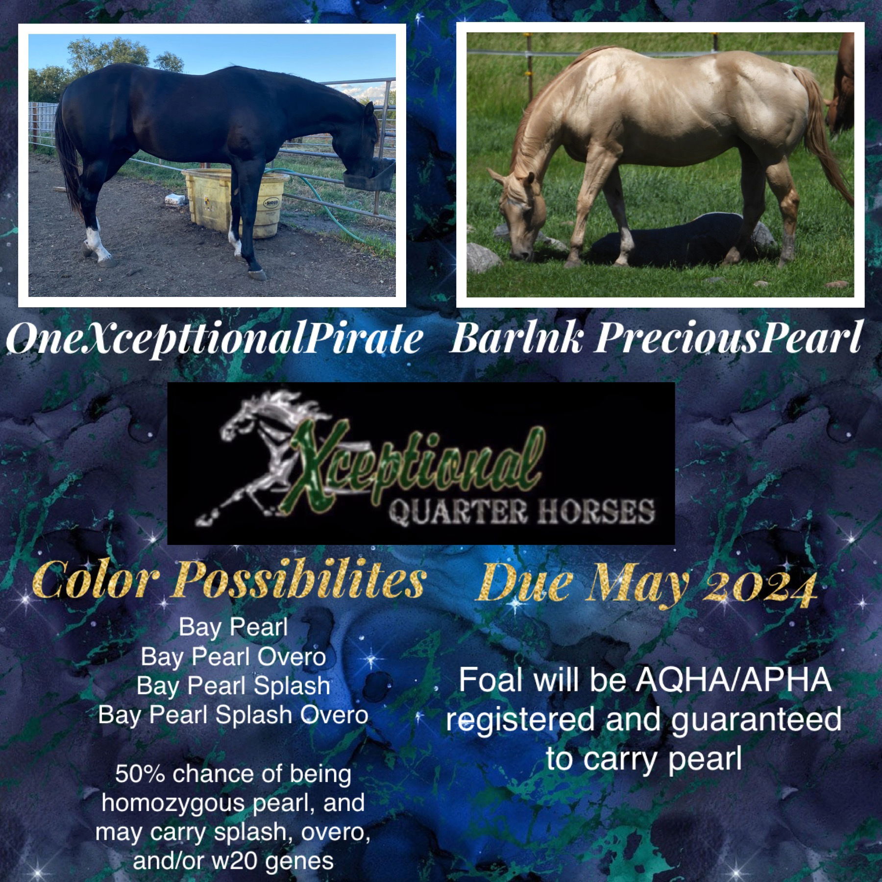 PEDIGREE FOR 2024 FOAL