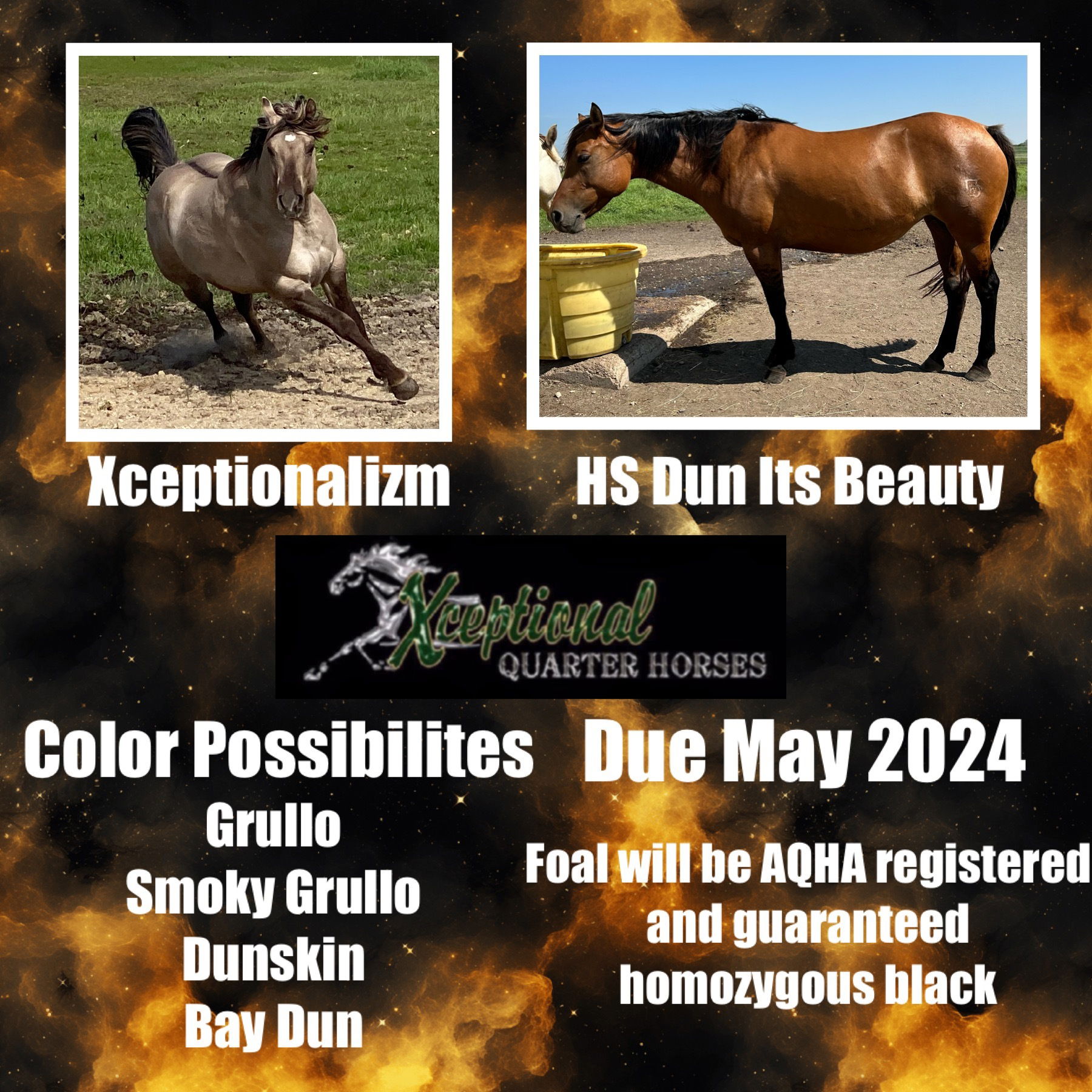 PEDIGREE FOR 2024 FOAL