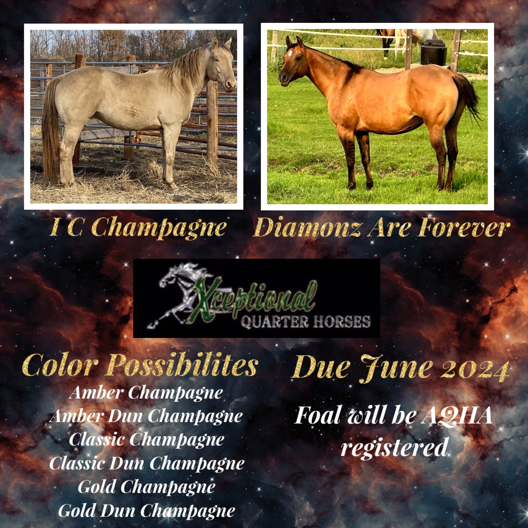 PEDIGREE FOR 2024 FOAL