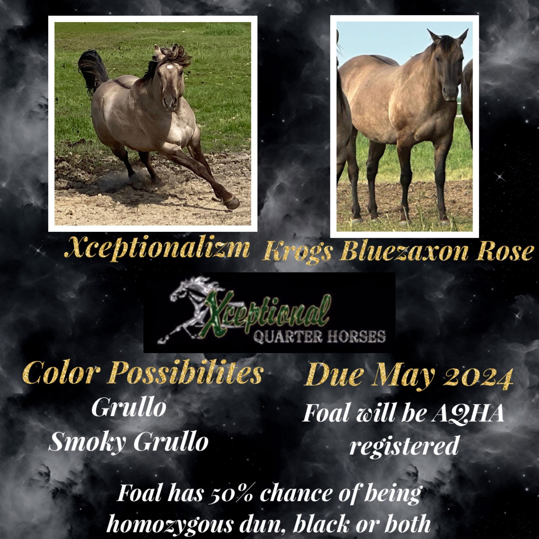 Foals Coming In 2024 Xceptional Quarter Horses   2000 654ab0c3615c0 