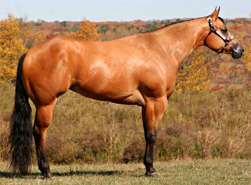 Only One Look Xceptional Quarter Horses