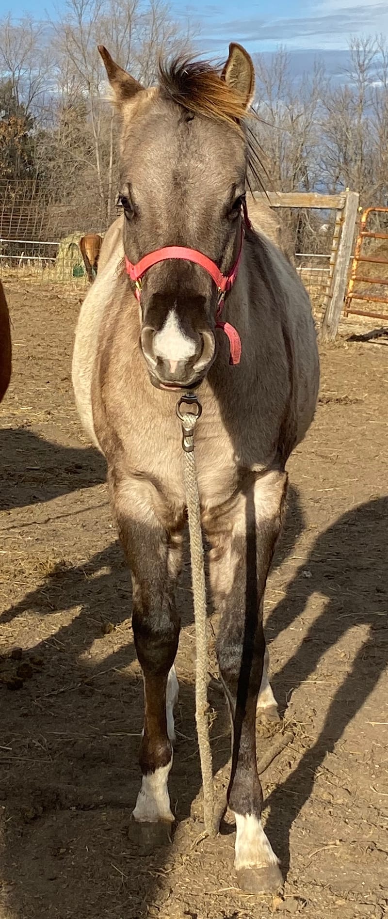 Dun Up In Chrome SOLD to Kansas!! 2019 AQHA, HZ Black Smokey Grulla