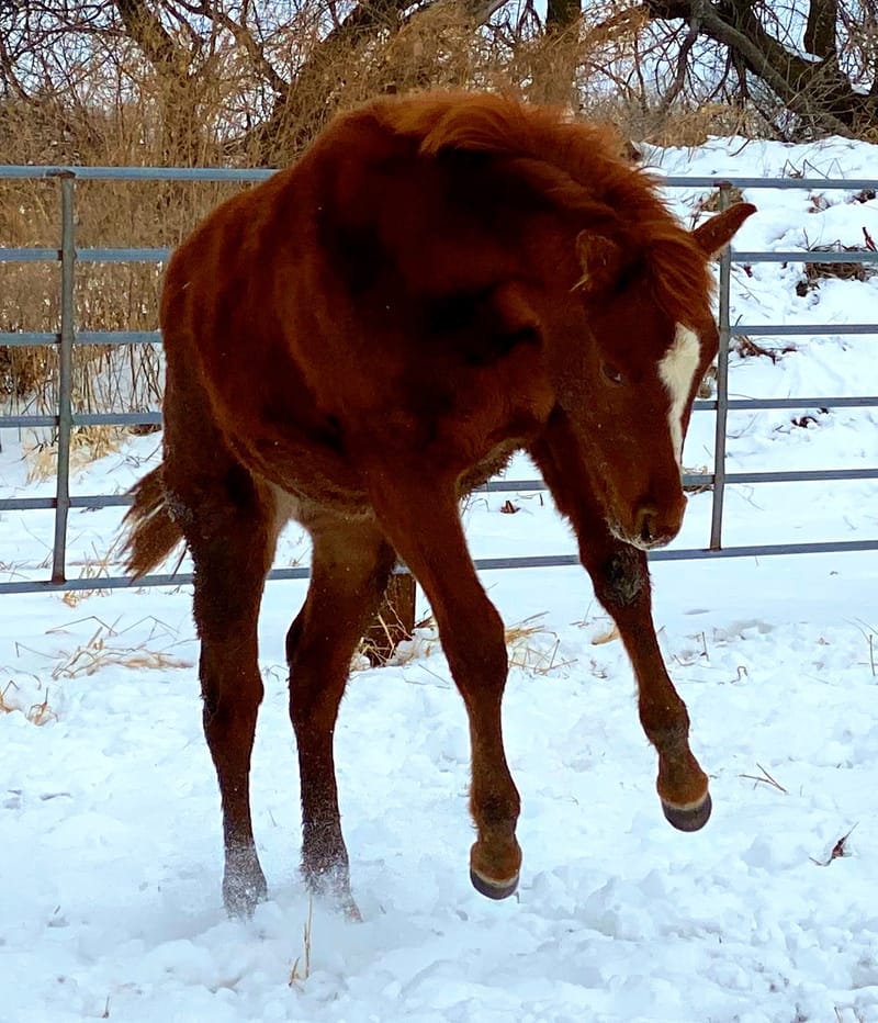 IM Eternally Hot SOLD to North Dakota!! AQHA 2019 Sorrel Filly