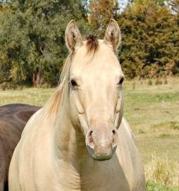 Graceful N Diamons
