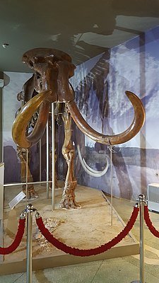 Трогонтериевый мамонт (экспонат)