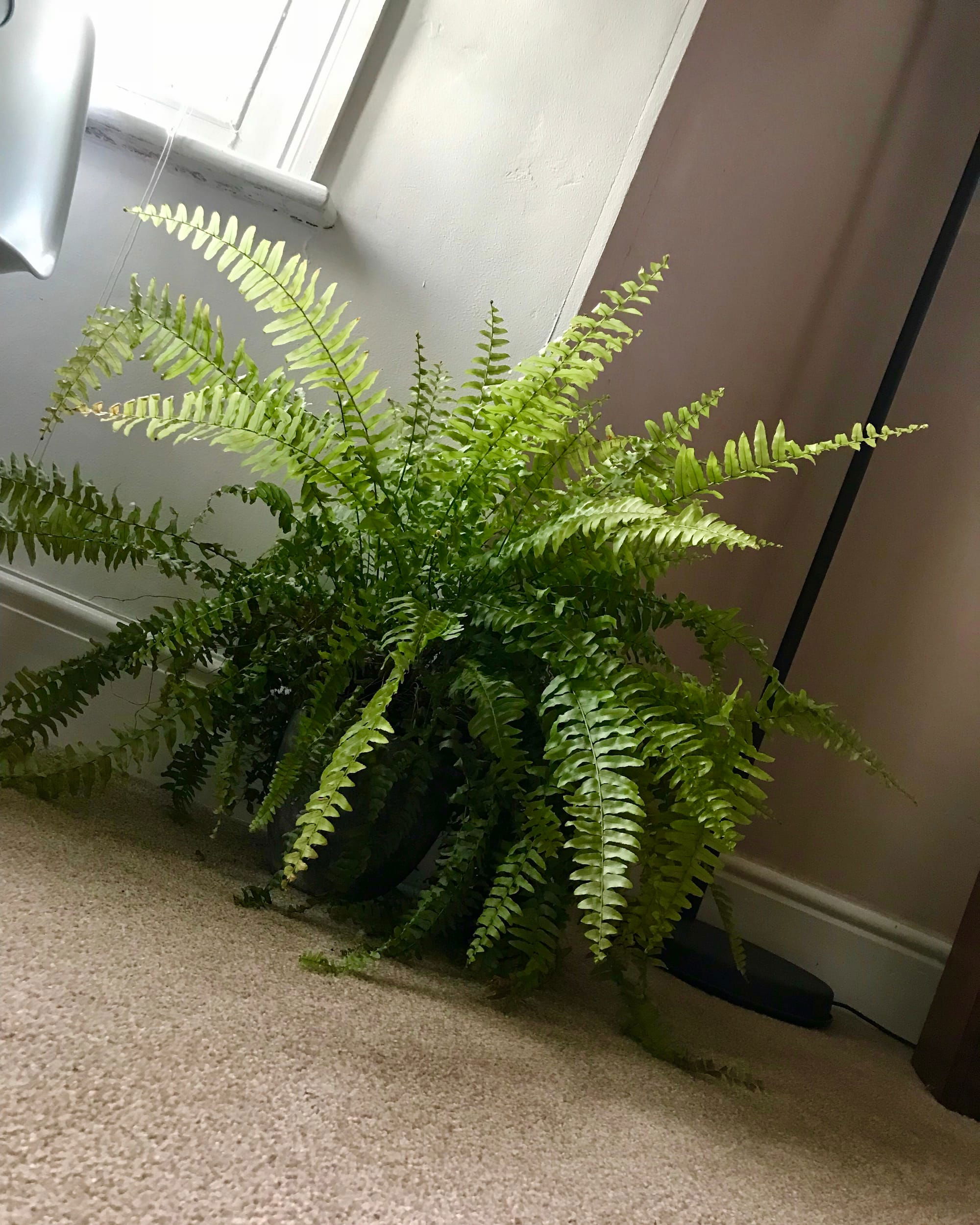 Growing Healthy Indoor Boston Ferns