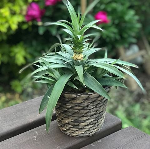 Pineapple Plants - Ananas Comosus