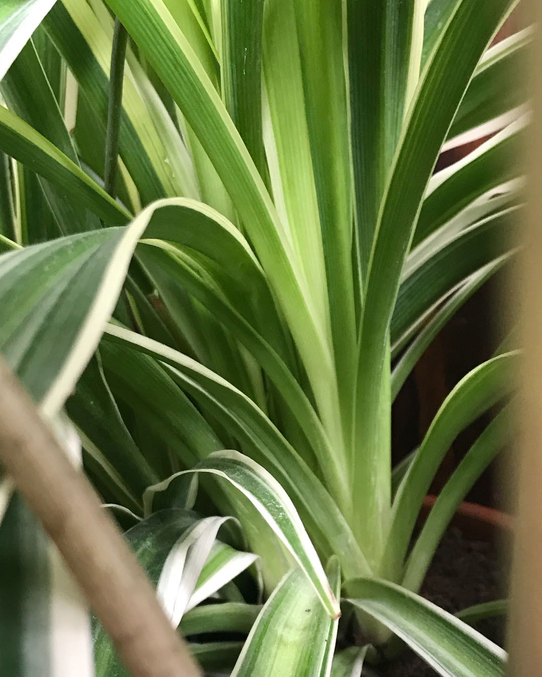 How to Plant and Grow Spider Plant