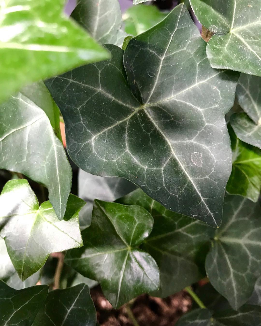 Common English Ivy - Hedera Helix