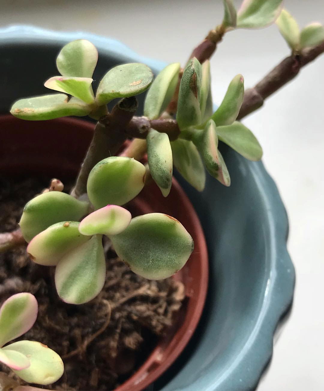 Winter jade top bunk
