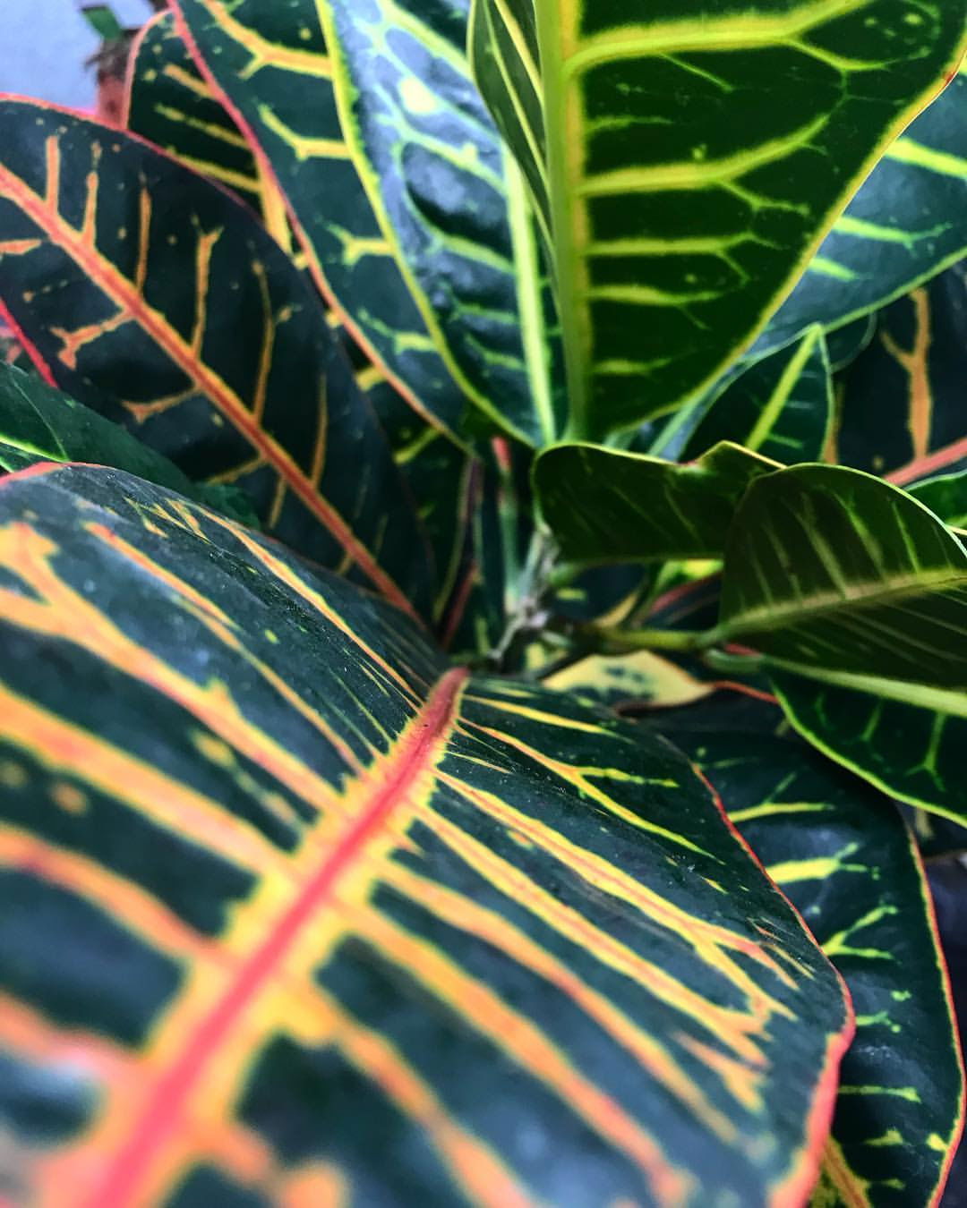 Crotons & Codiaeum