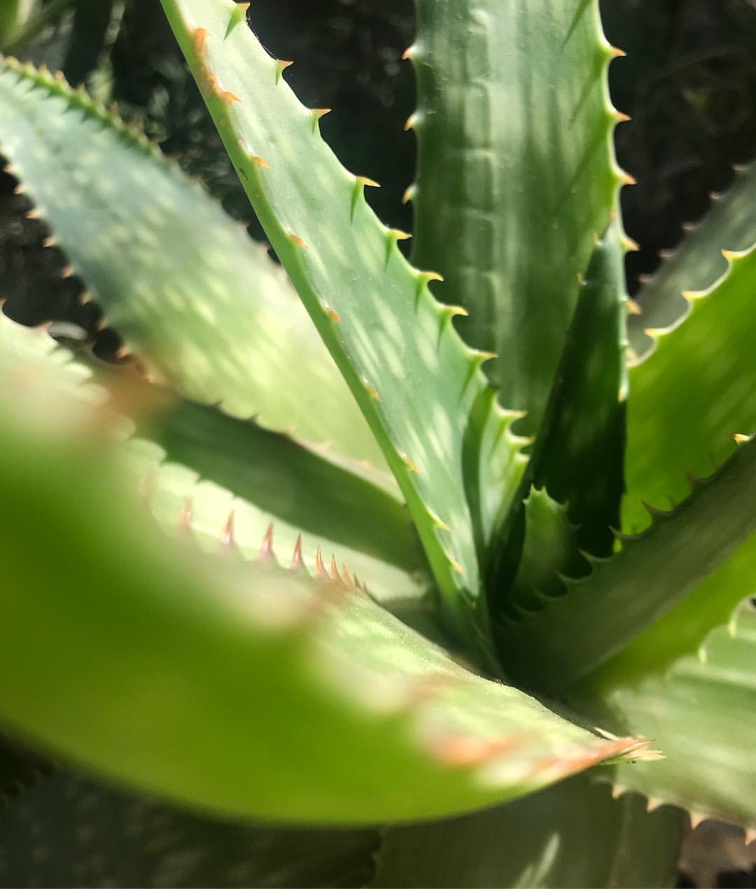 11 Common Problems With Aloe Vera Plants