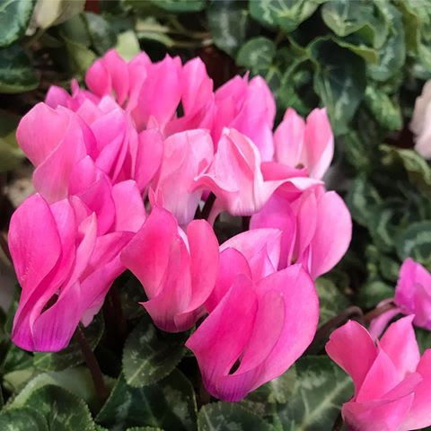 Cyclamen