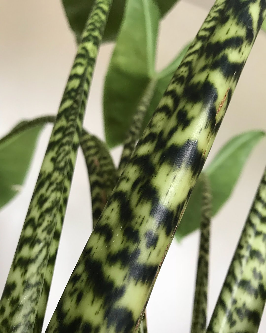 Zebra Plants - Alocasia Zebrina