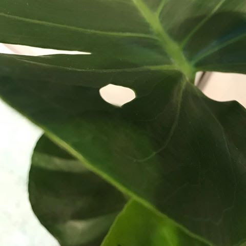 Swiss Cheese Plants - Monstera Deliciosa