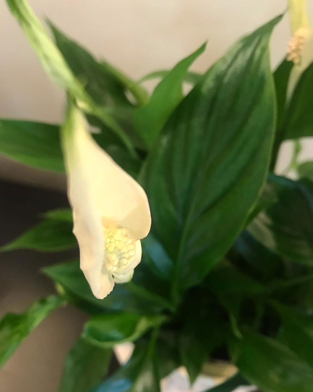 Peace Lilies - Spathiphyllum