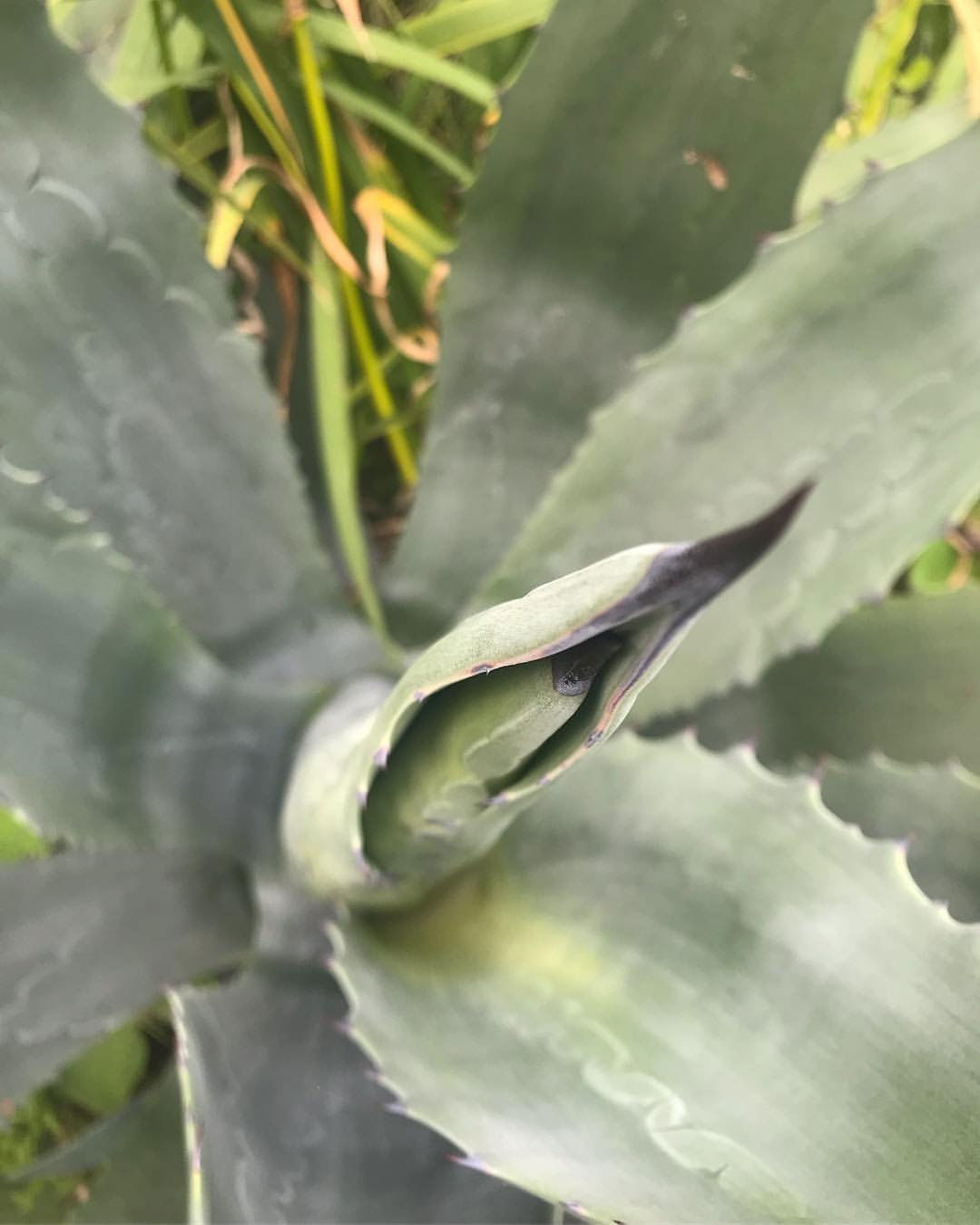Agaves - Tequila Plants