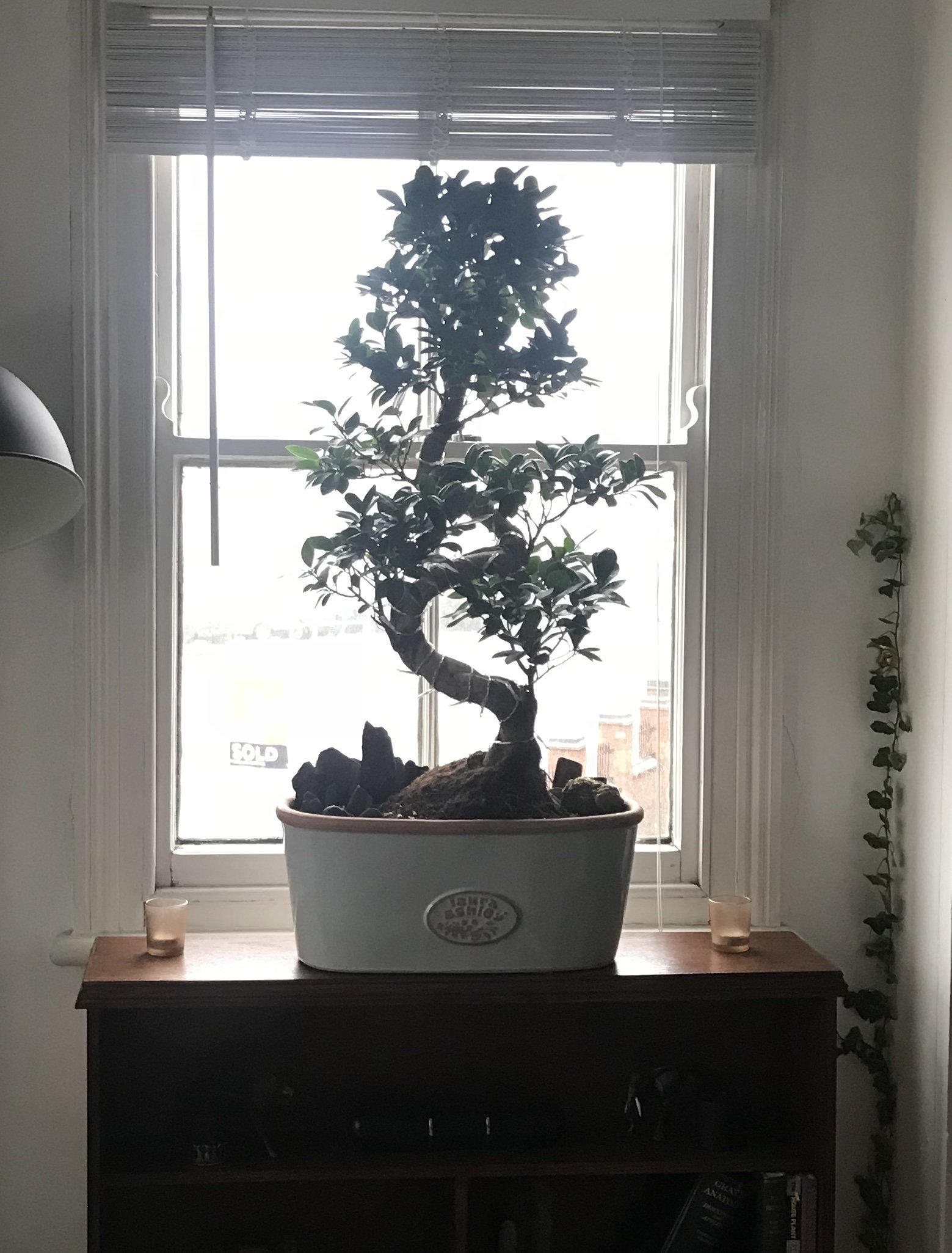 Bonsai Ficus Microcarpa · Bonsaki