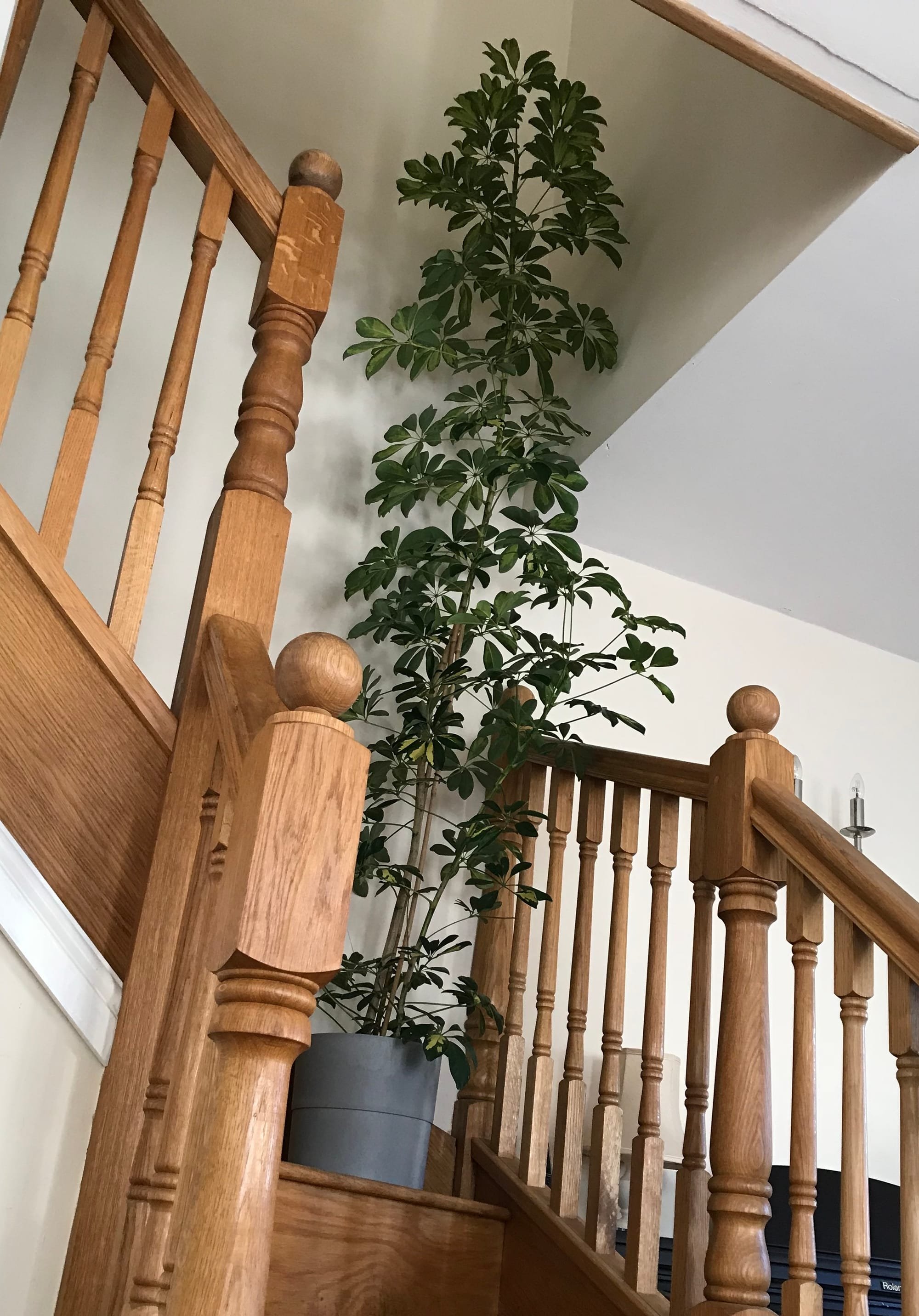 How to Grow Indoor Umbrella Trees Schefflera