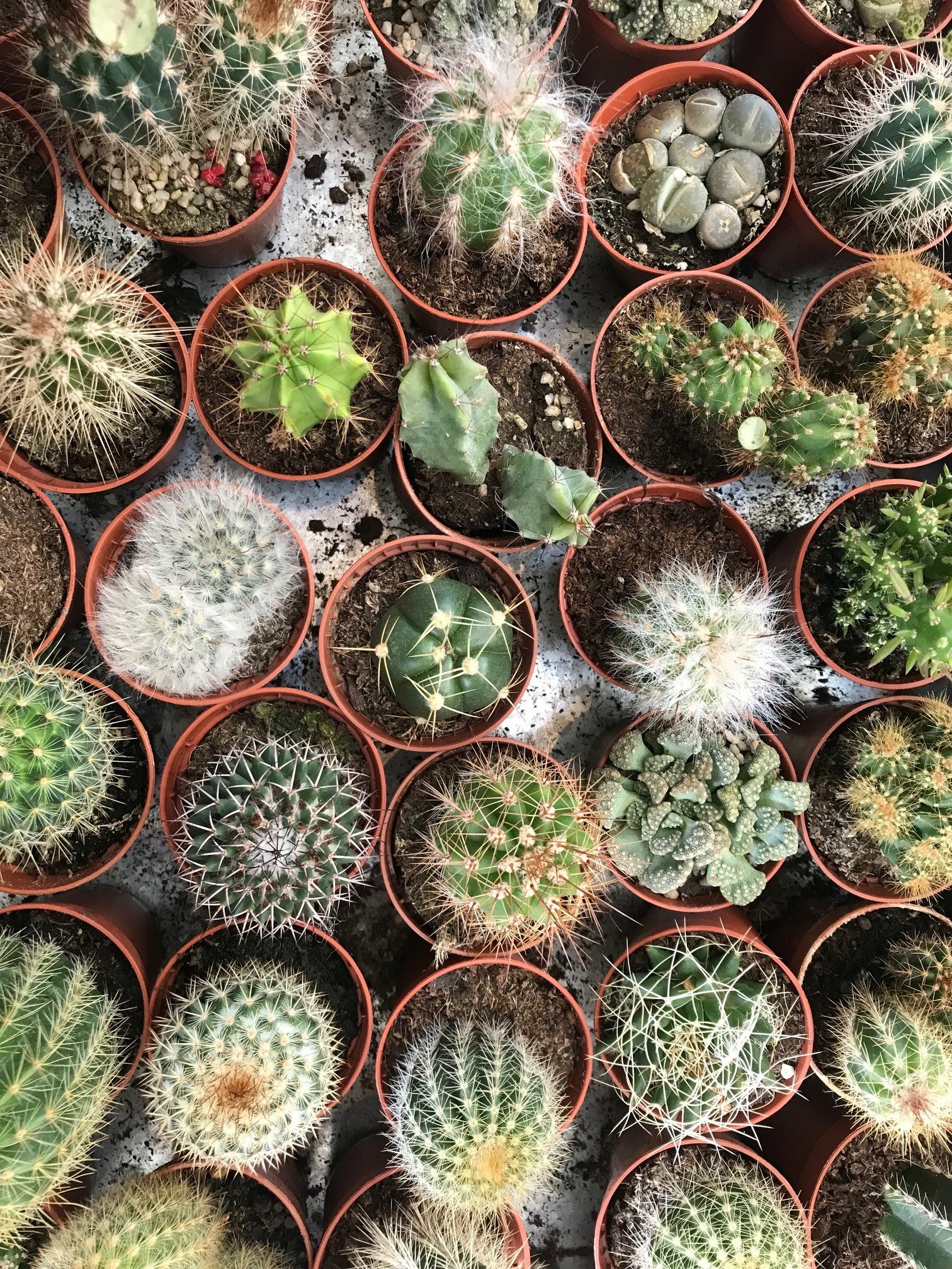 10 Best Cactus Plants To Grow Indoors (2024 Guide)