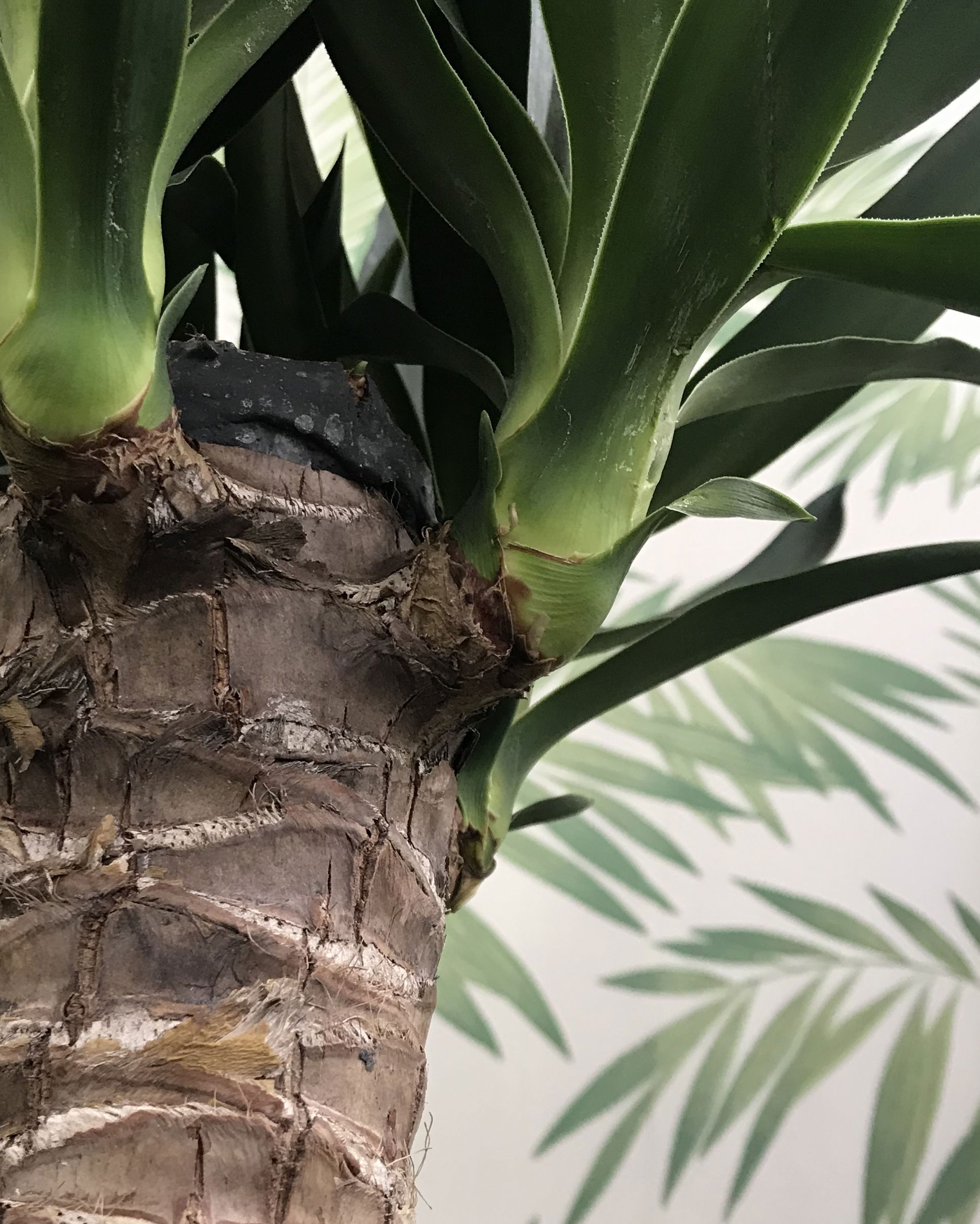 indoor yucca elephantipes